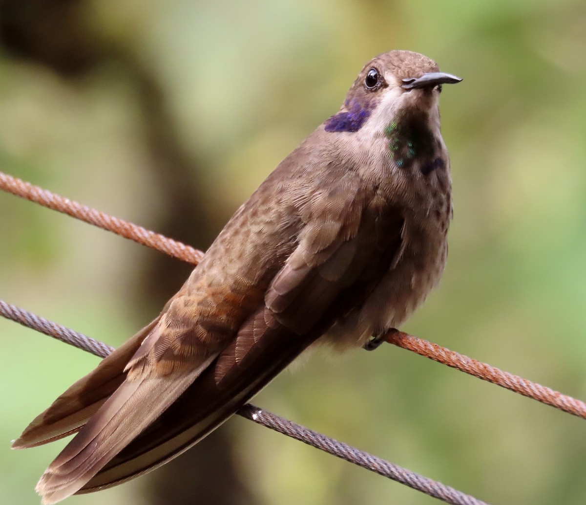 チャイロハチドリ - ML646592152