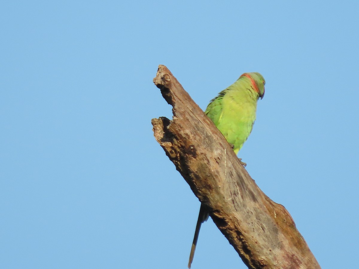 Rose-ringed Parakeet - ML646592154