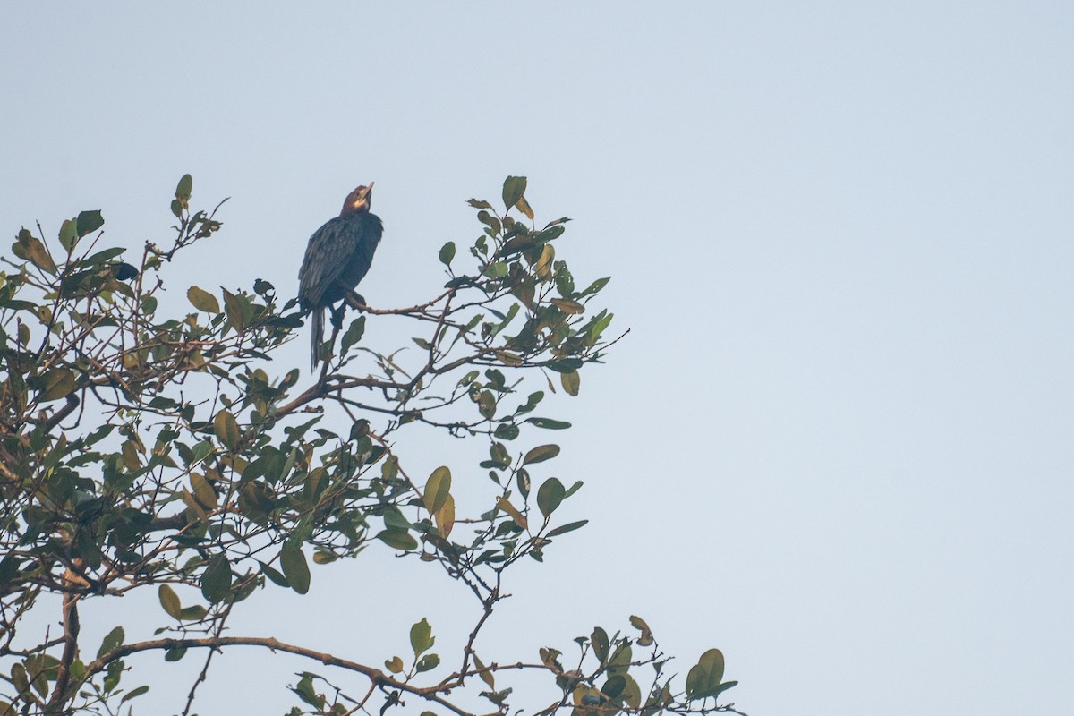 Indian Cormorant - ML646592156
