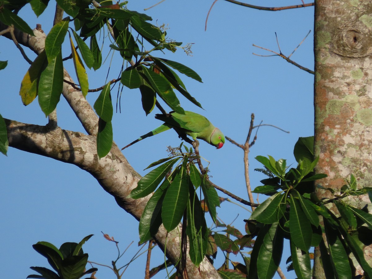 Rose-ringed Parakeet - ML646592157
