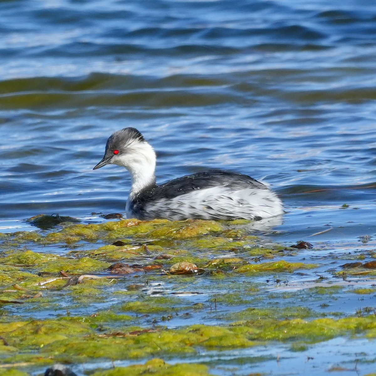 Silvery Grebe (Andean) - ML646592158