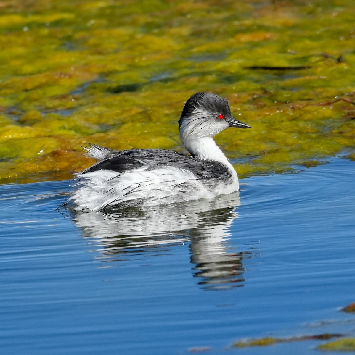 Silvery Grebe (Andean) - ML646592159