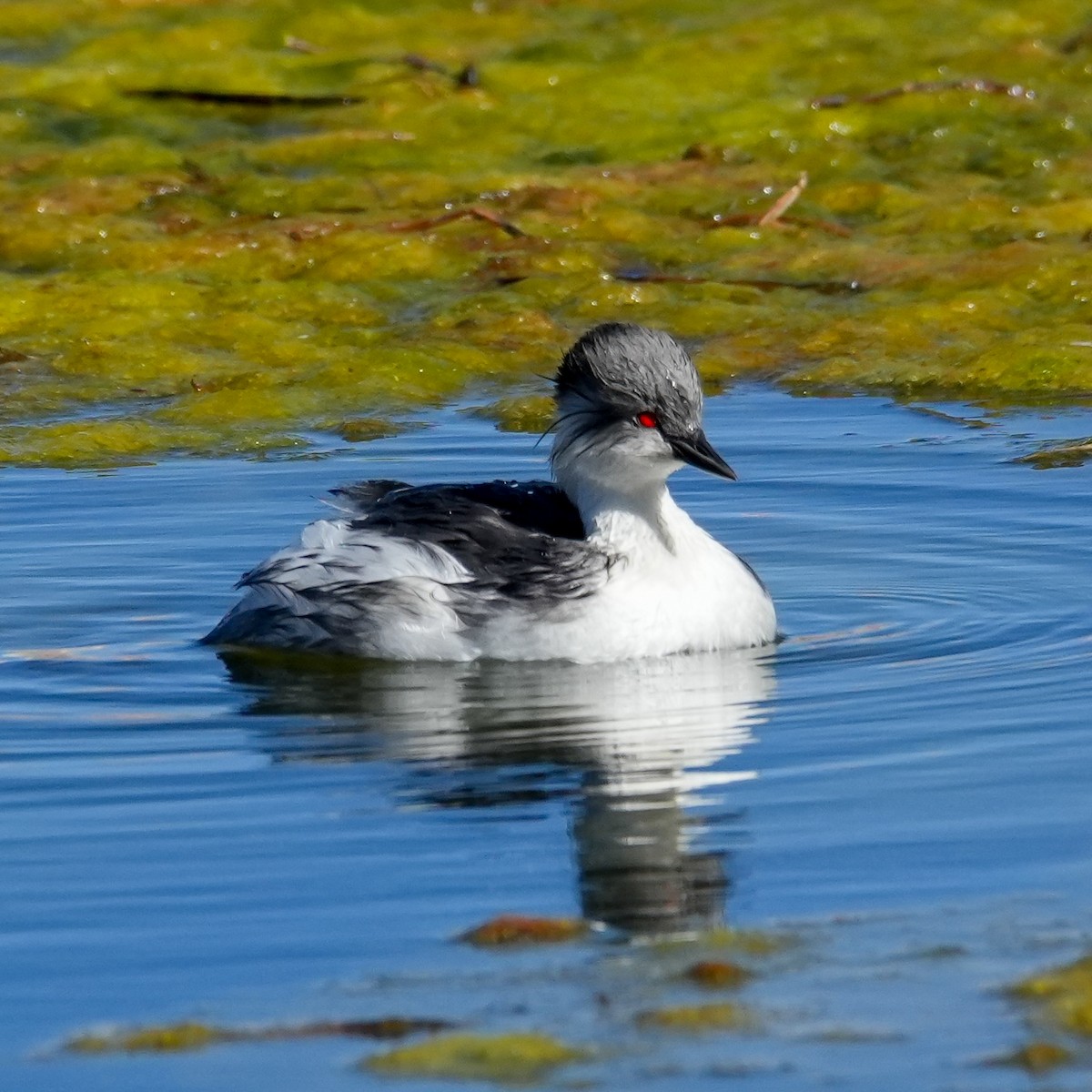 Silvery Grebe (Andean) - ML646592160