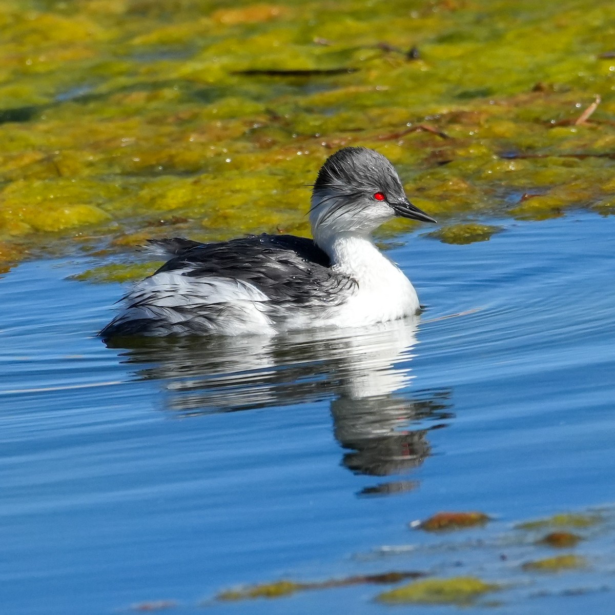 Silvery Grebe (Andean) - ML646592161