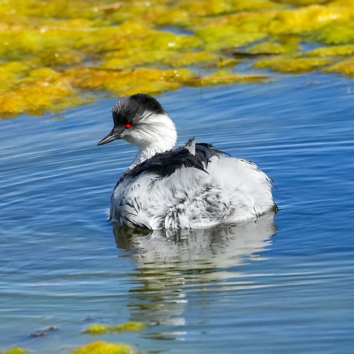 Silvery Grebe (Andean) - ML646592162