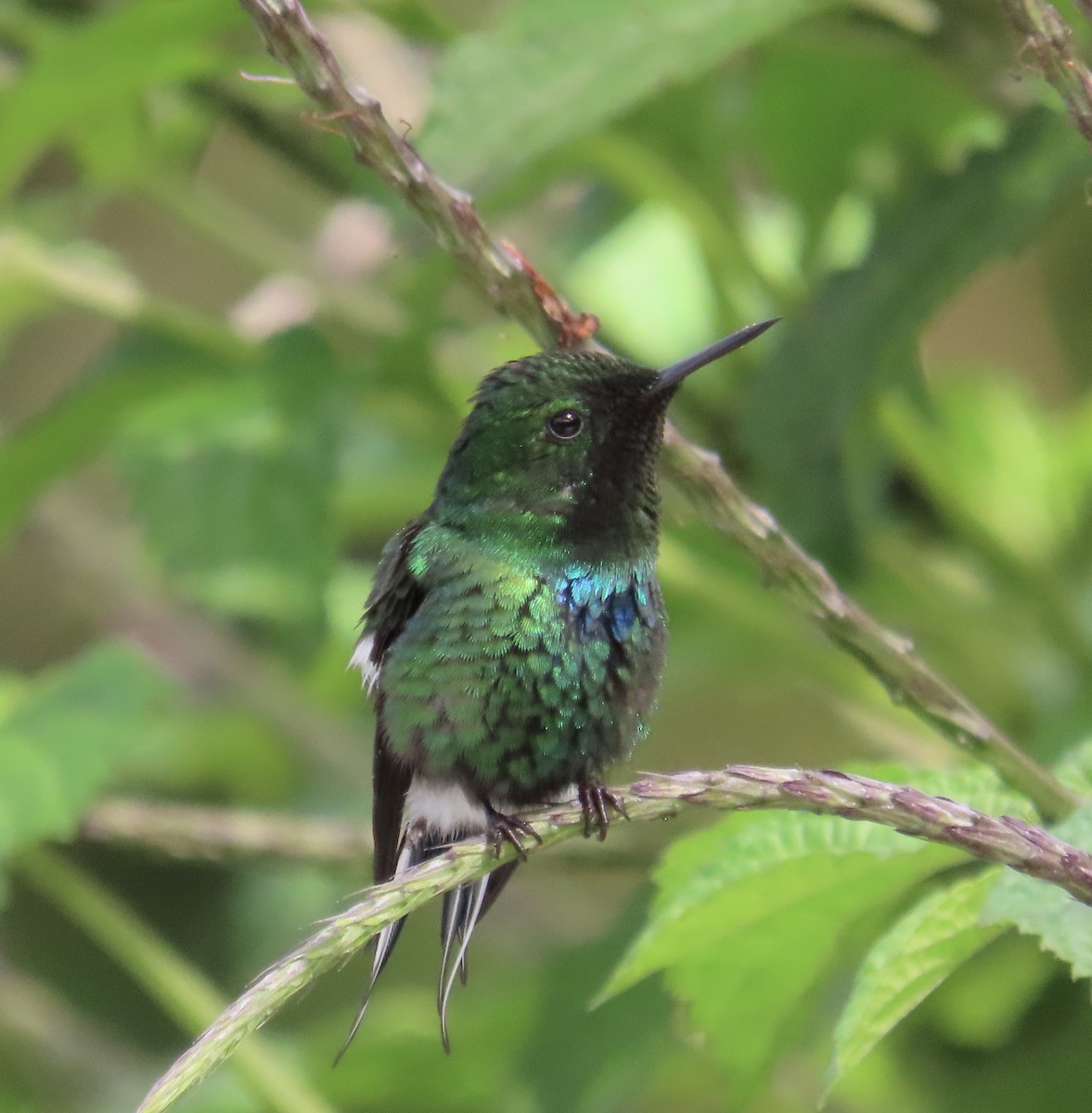 ミドリトゲオハチドリ - ML646592164