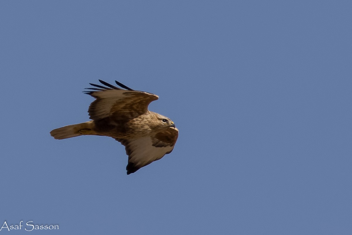 Long-legged Buzzard - ML646592165
