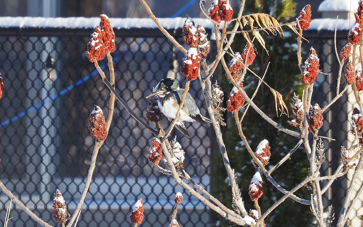 Belted Kingfisher - ML646592168