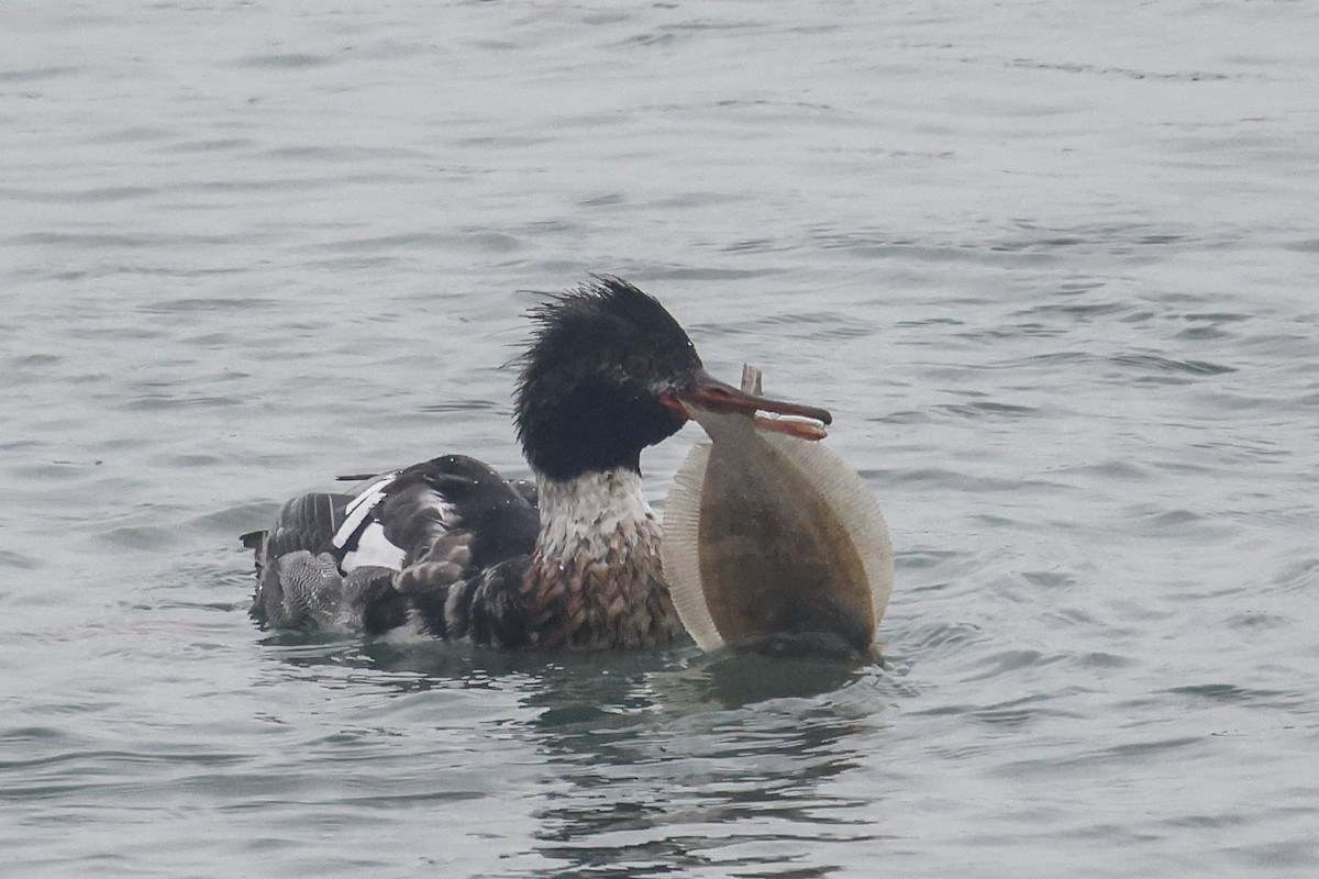 Red-breasted Merganser - ML646592169