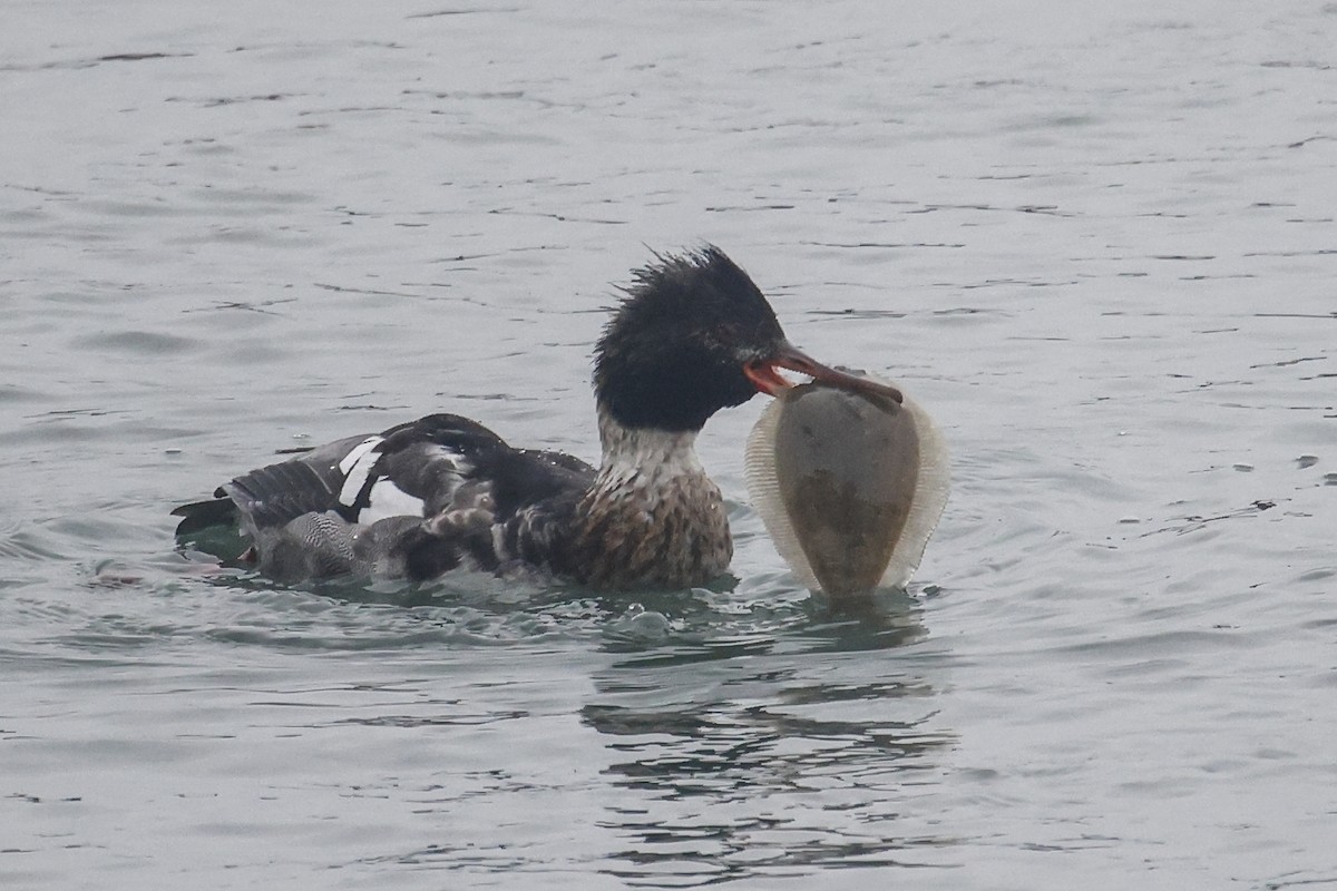 Red-breasted Merganser - ML646592170