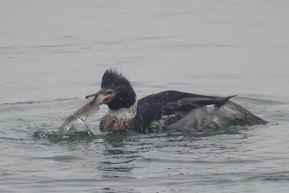 Red-breasted Merganser - ML646592171