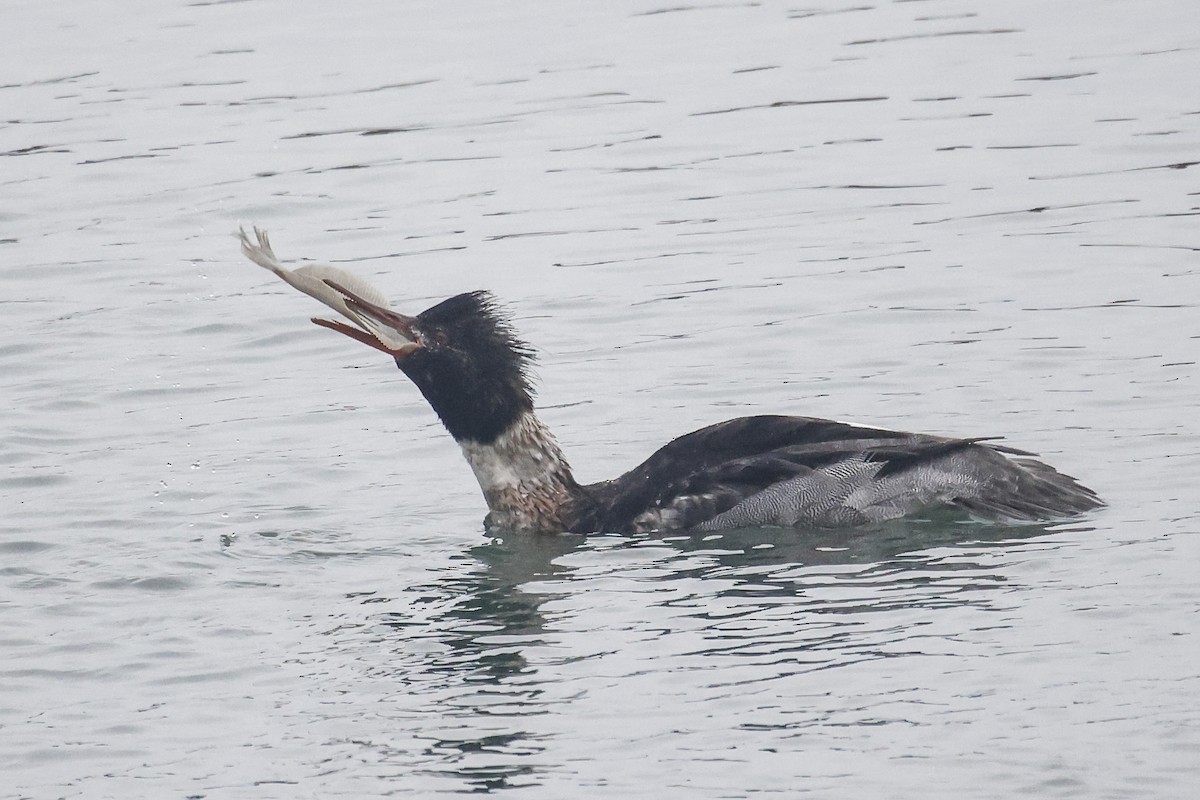 Red-breasted Merganser - ML646592172