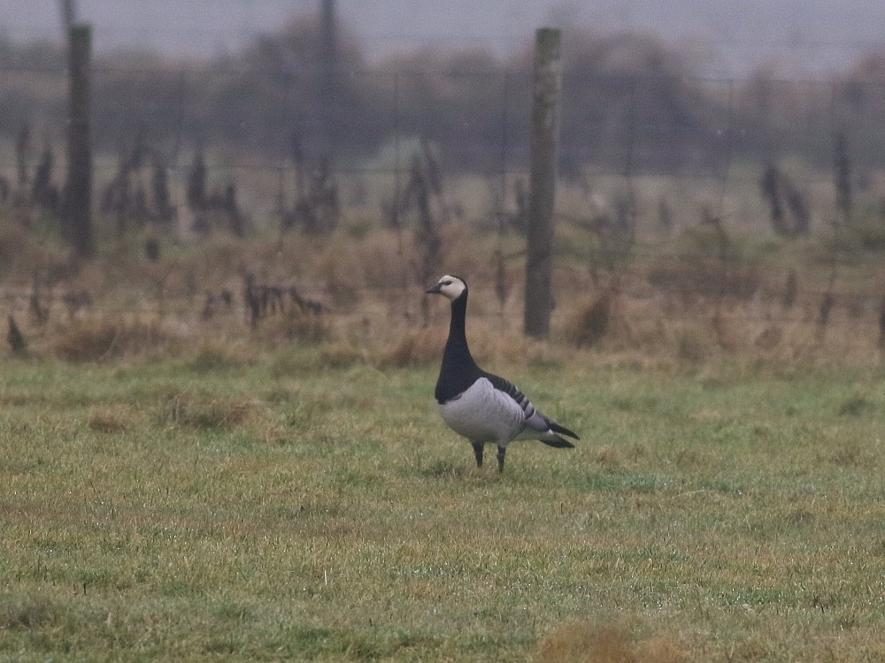 Barnacle Goose - ML646592177
