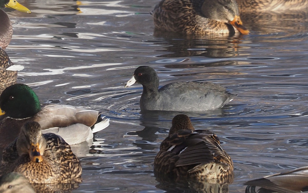 American Coot - ML646592179