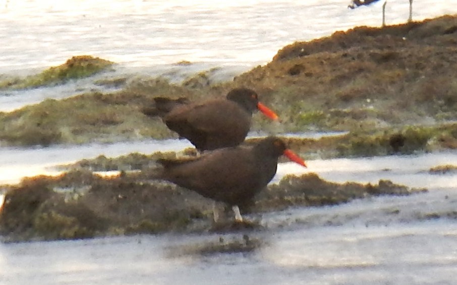 Blackish Oystercatcher - ML646592180