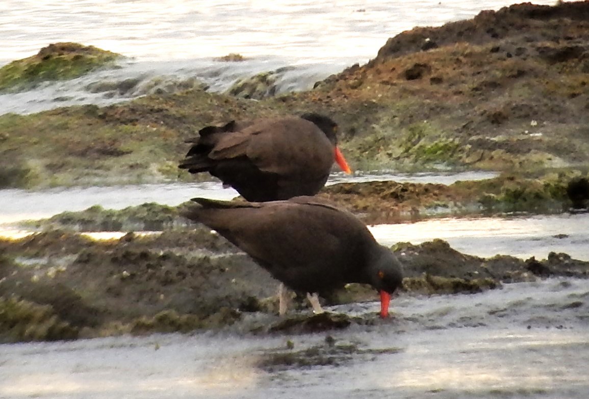 Blackish Oystercatcher - ML646592181