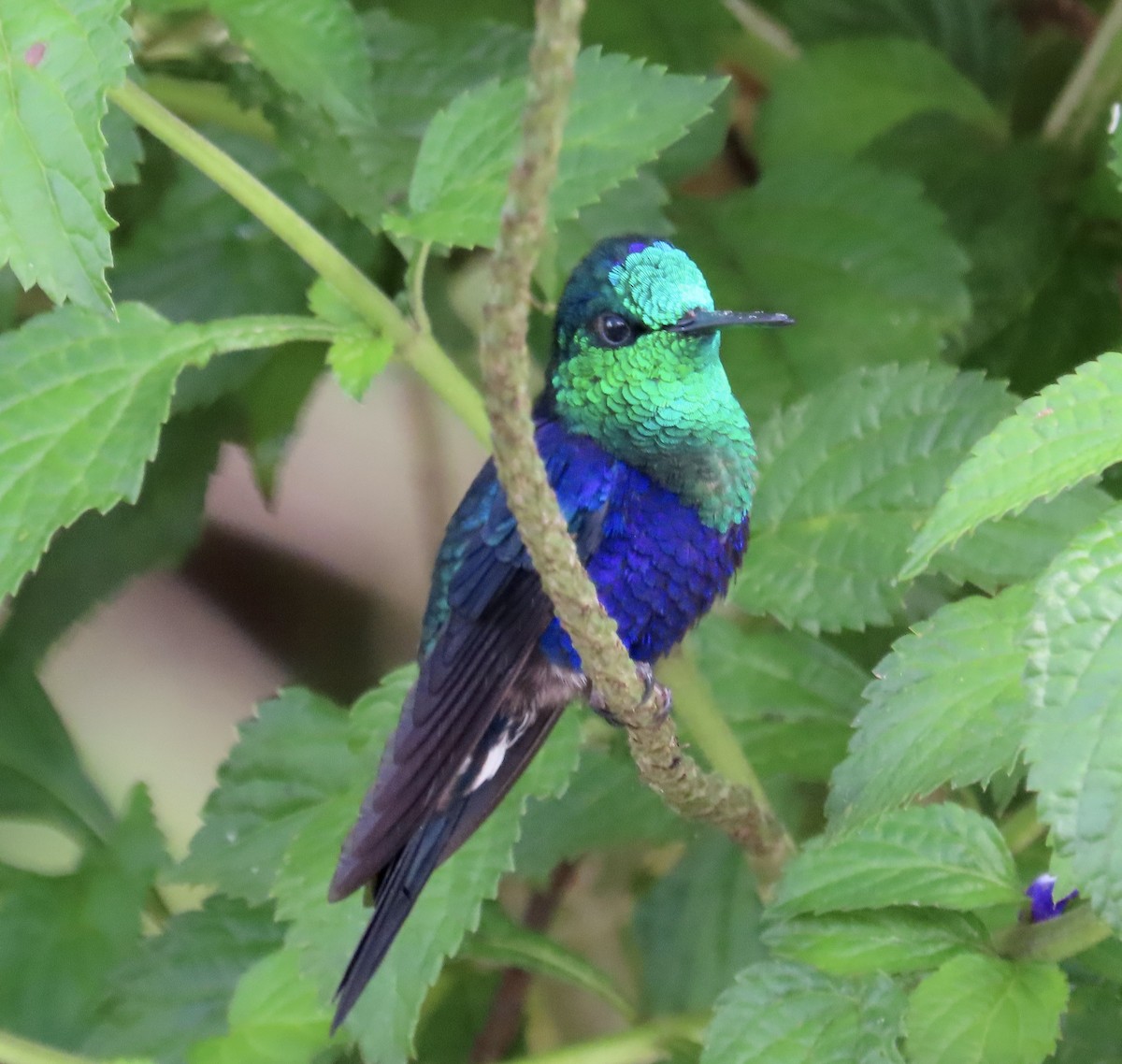 アオボウシモリハチドリ - ML646592183