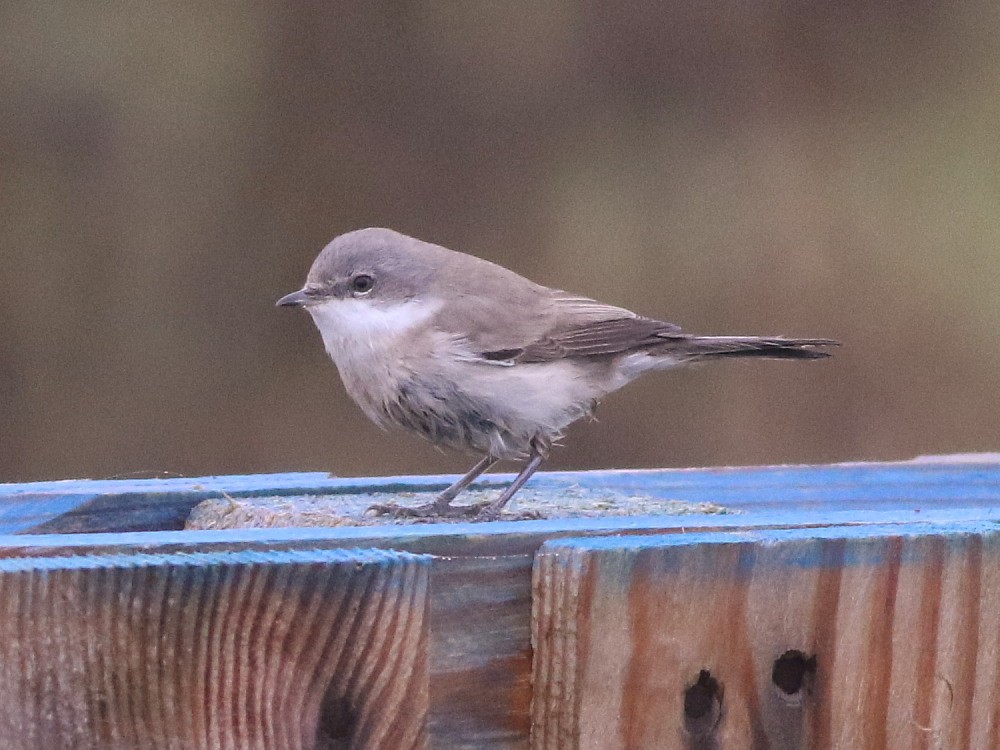 Lesser Whitethroat - ML646592187