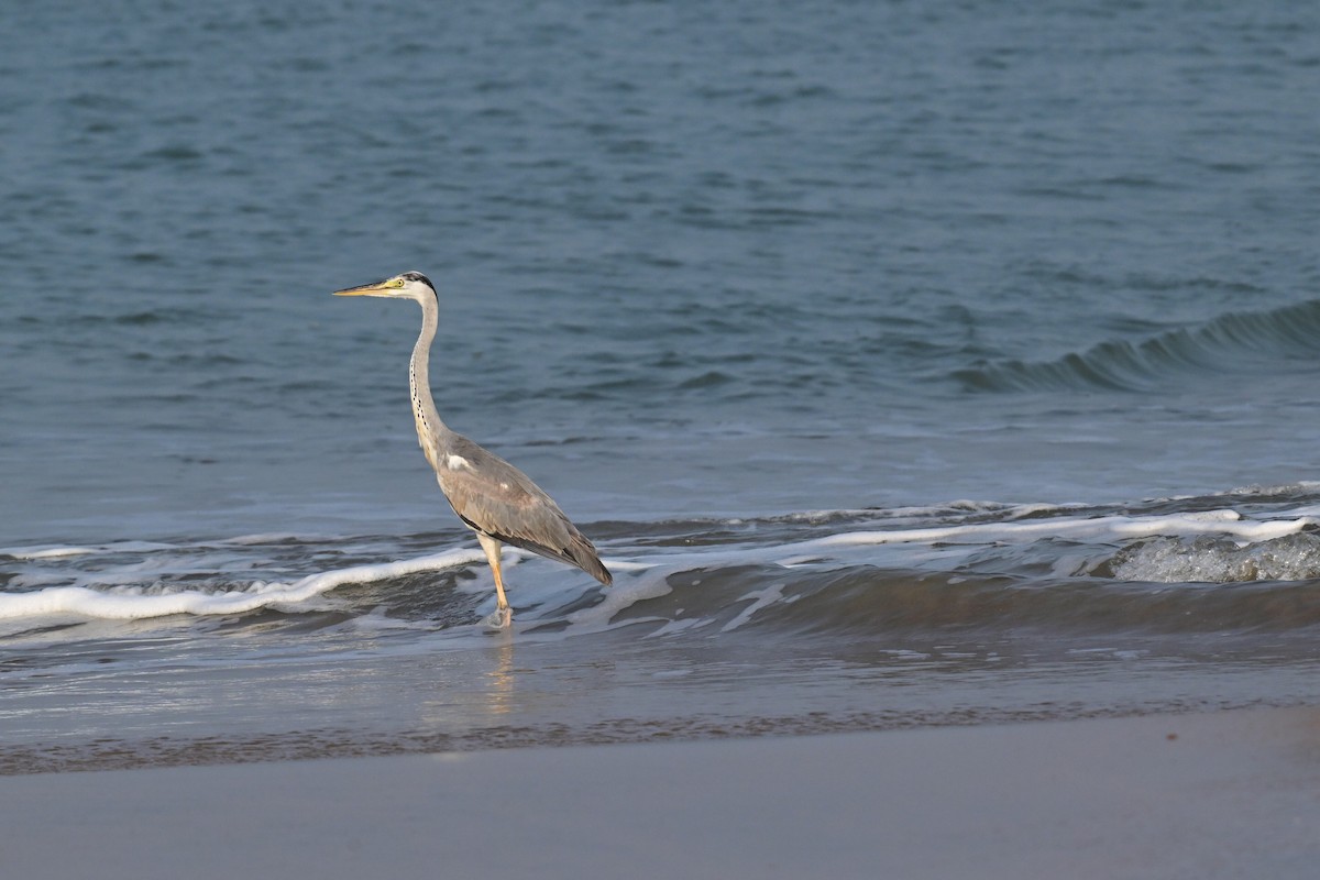 Gray Heron - ML646592188