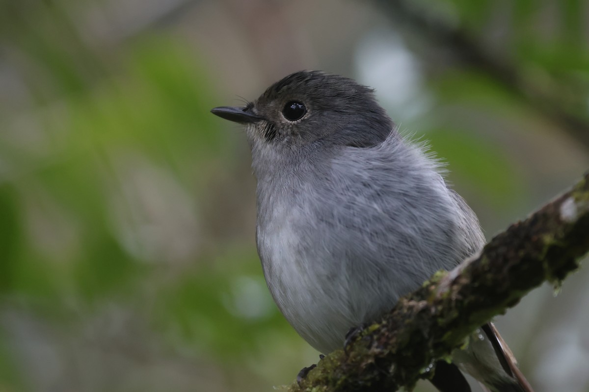 Little Pied Flycatcher - ML646592189