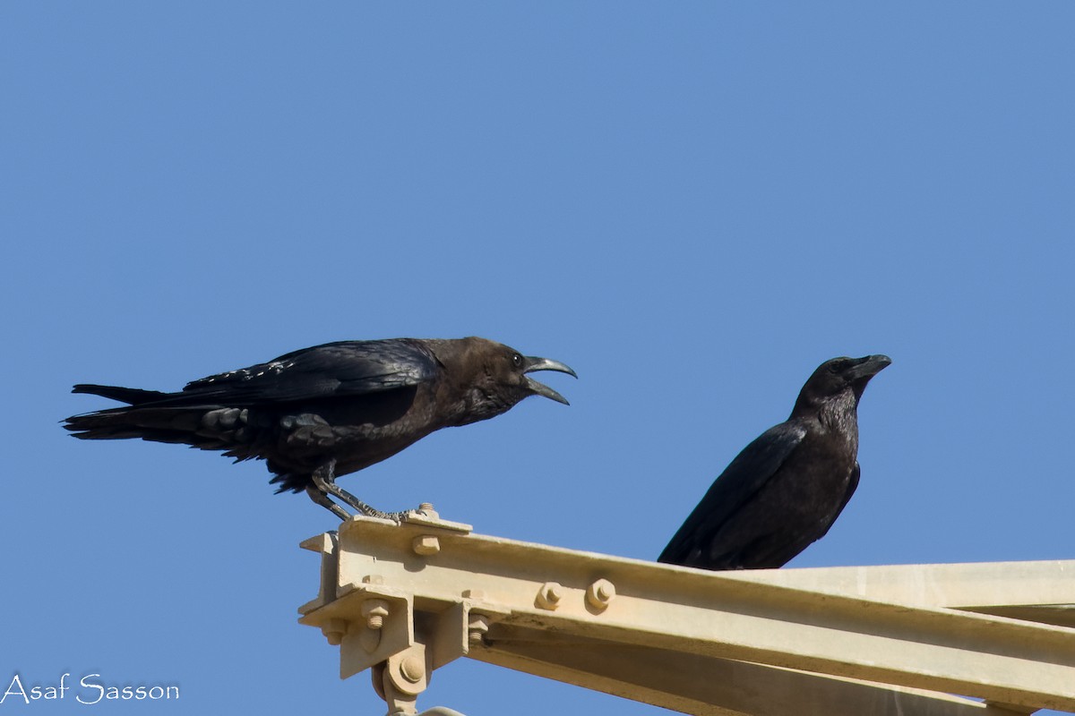 Brown-necked Raven - ML646592190