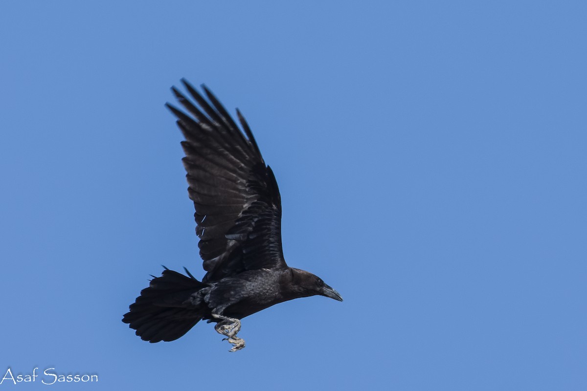 Brown-necked Raven - ML646592192