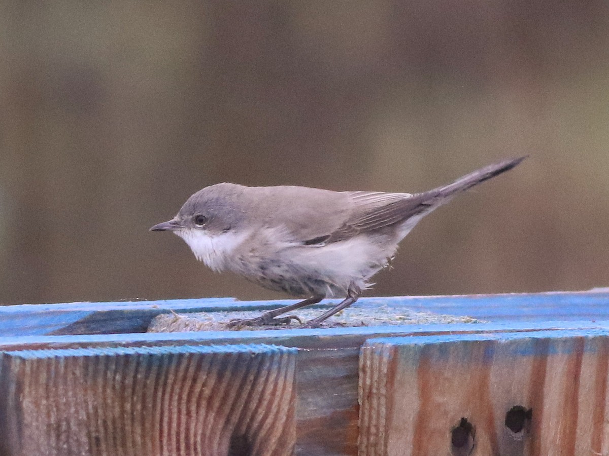 Lesser Whitethroat - ML646592193