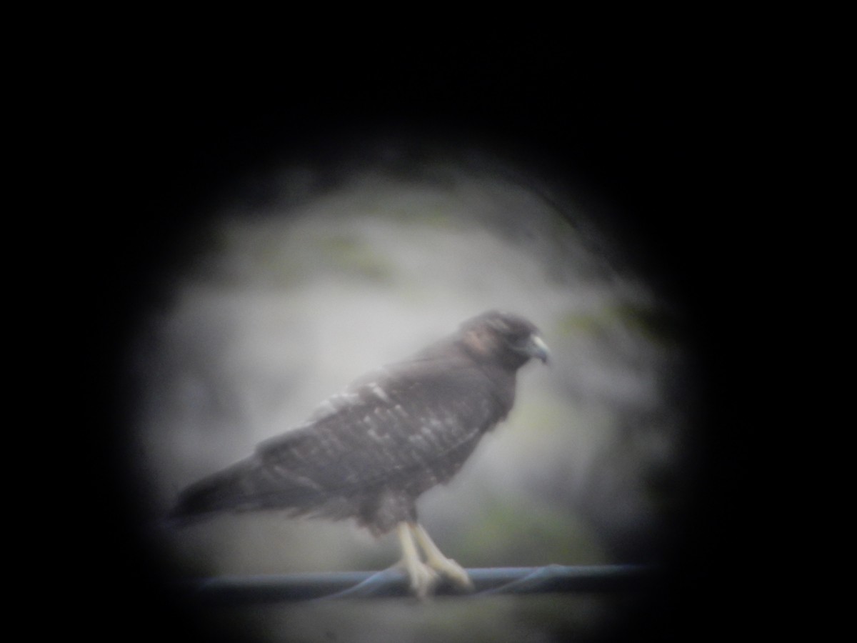 Variable Hawk (Red-backed) - ML646592195
