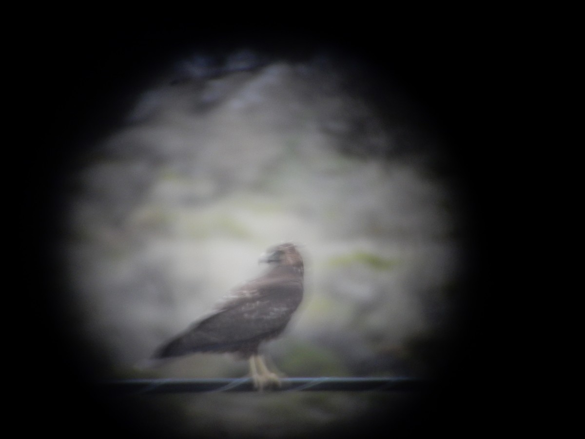 Variable Hawk (Red-backed) - ML646592196