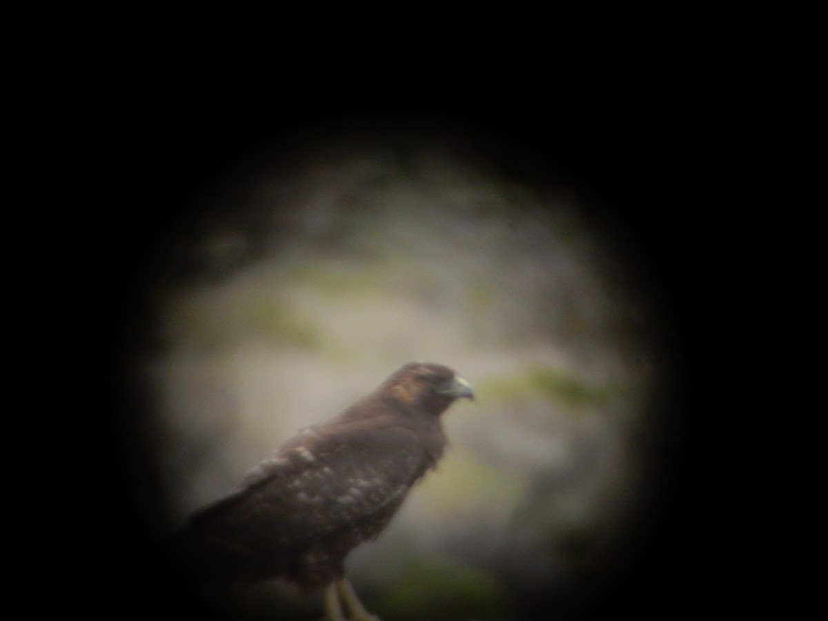 Variable Hawk (Red-backed) - ML646592197