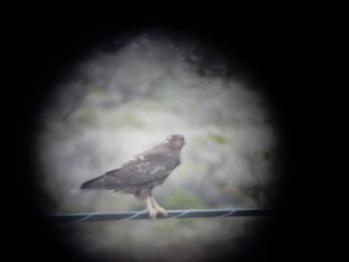 Variable Hawk (Red-backed) - ML646592198