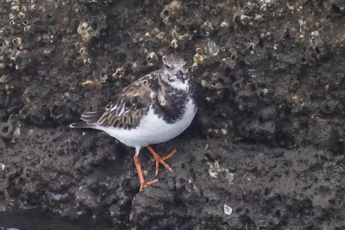 Ruddy Turnstone - ML646592207