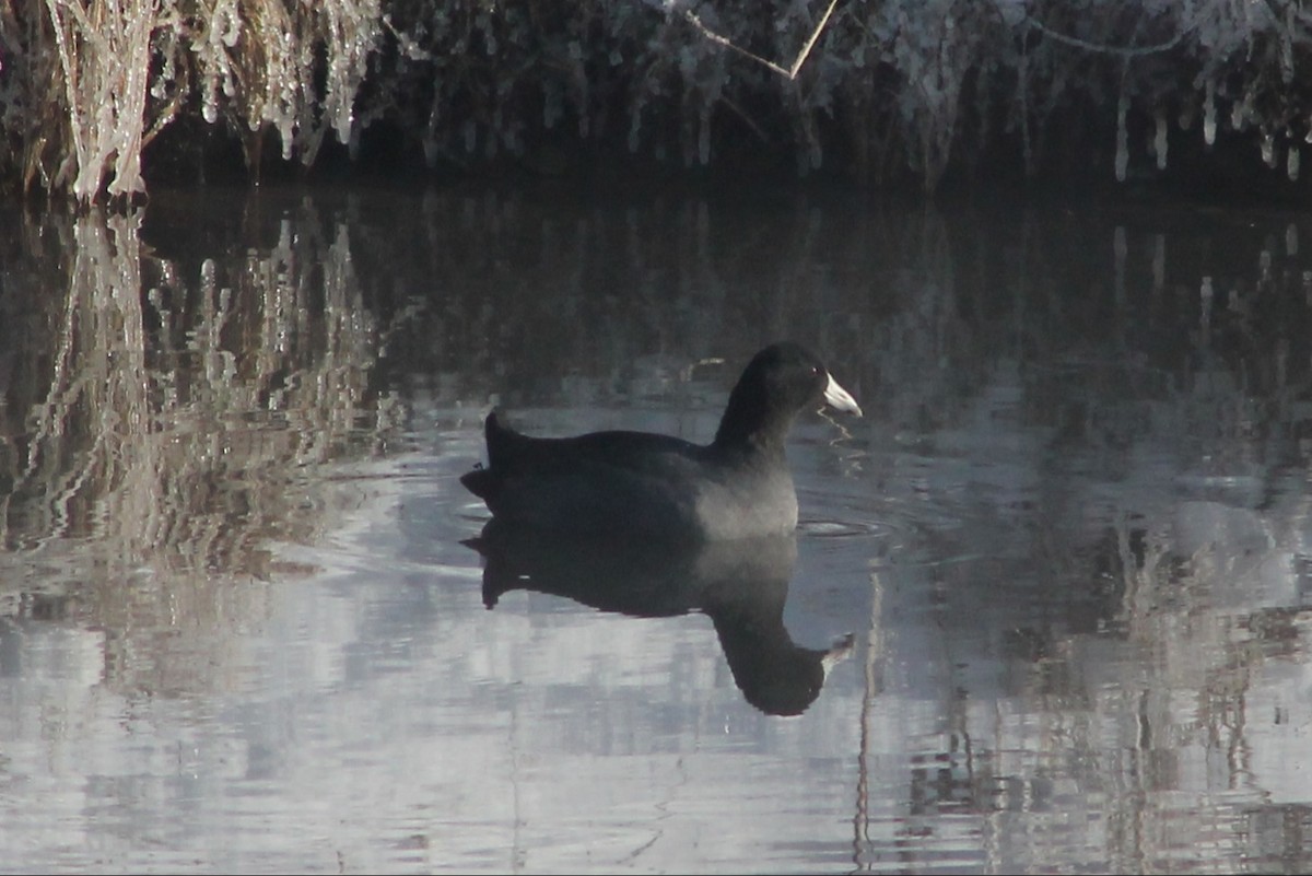 Kopetazuri amerikarra - ML646592209