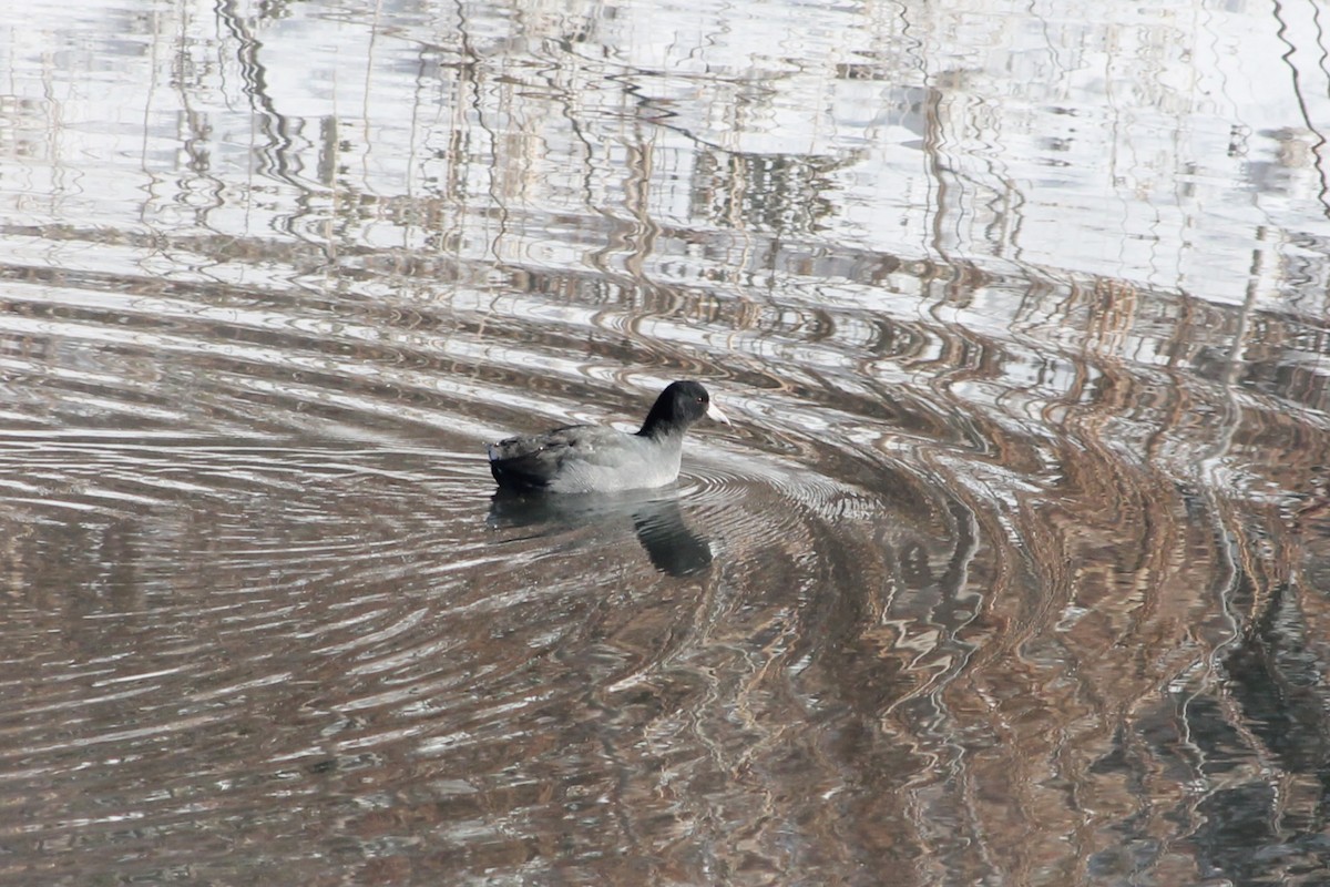 Kopetazuri amerikarra - ML646592210