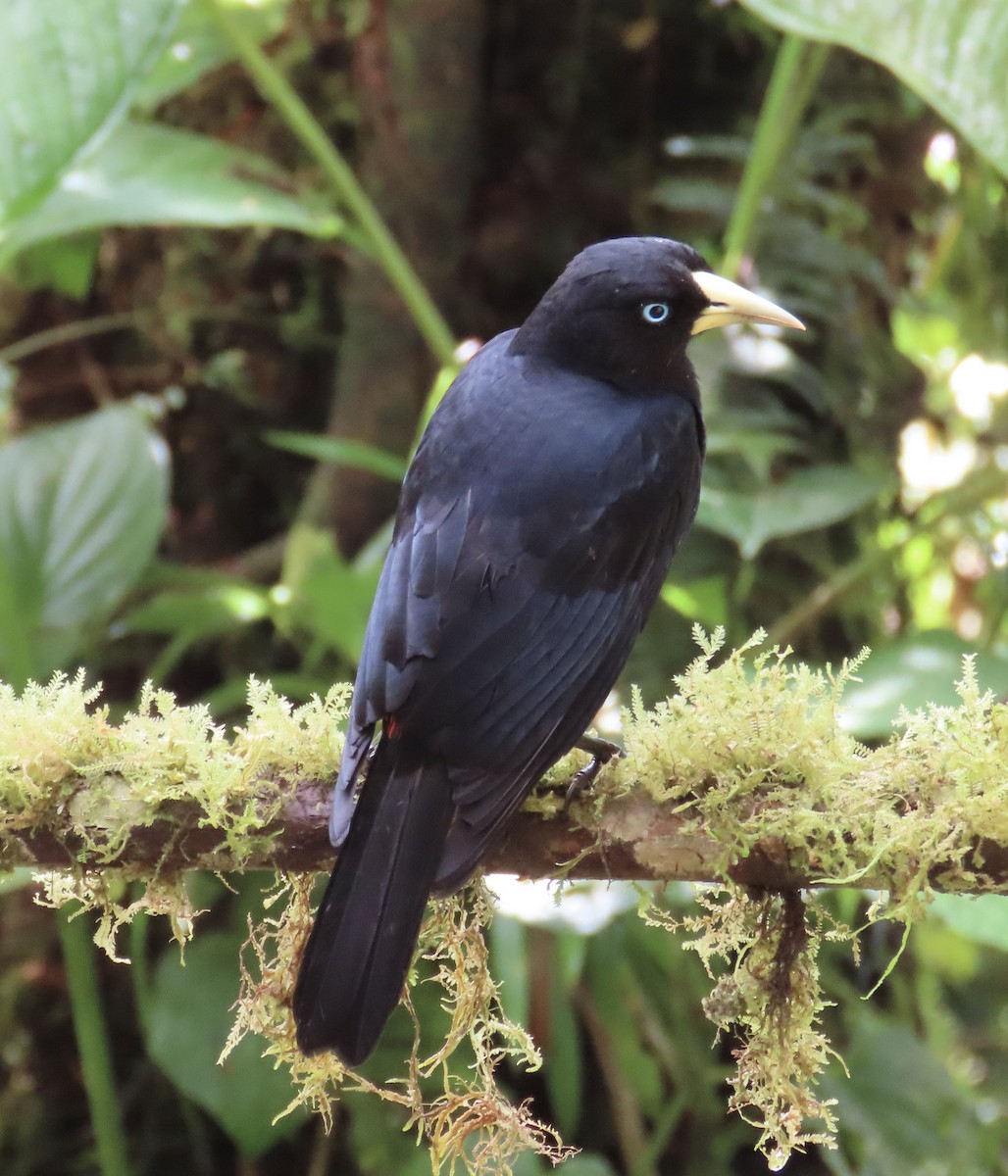 ヒゴシツリスドリ - ML646592215