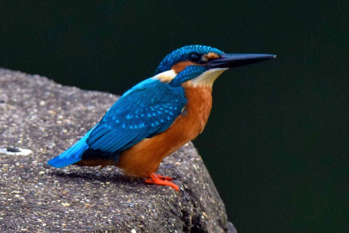 Common Kingfisher - ML646592217