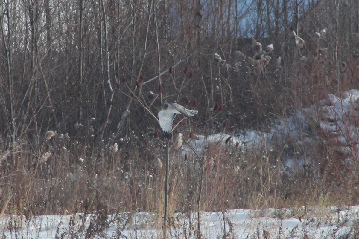 Mirotz zuri iparramerikarra - ML646592219