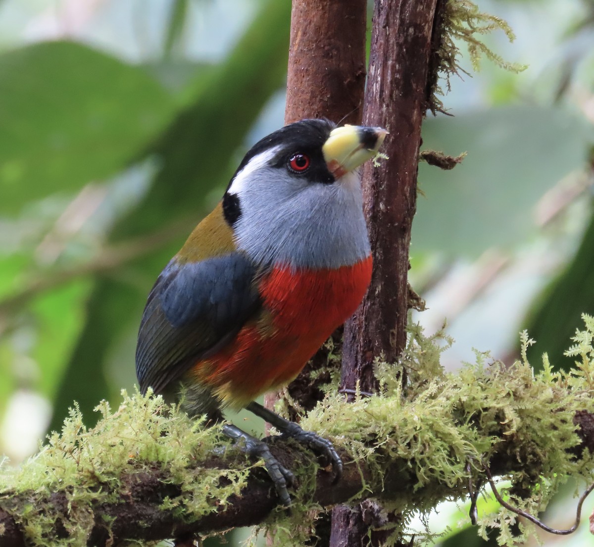 オオハシゴシキドリ - ML646592220