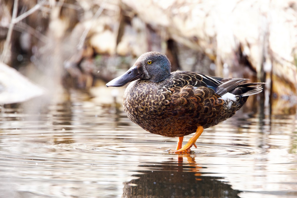 ミカヅキハシビロガモ - ML646592223