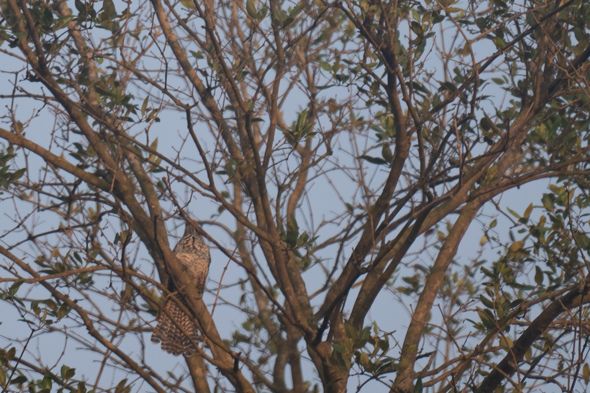 Asian Koel - ML646592224