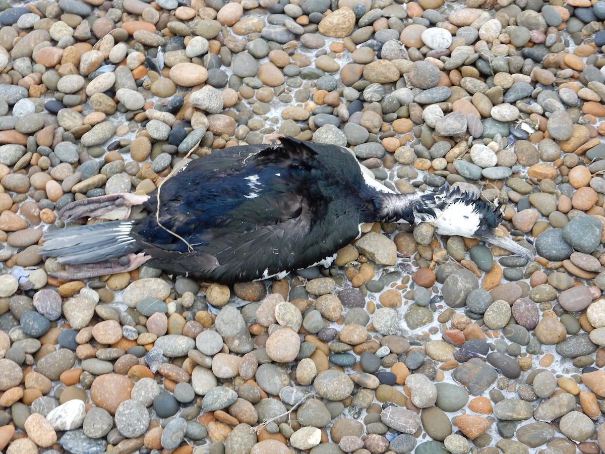 Imperial Cormorant (King) - ML646592225