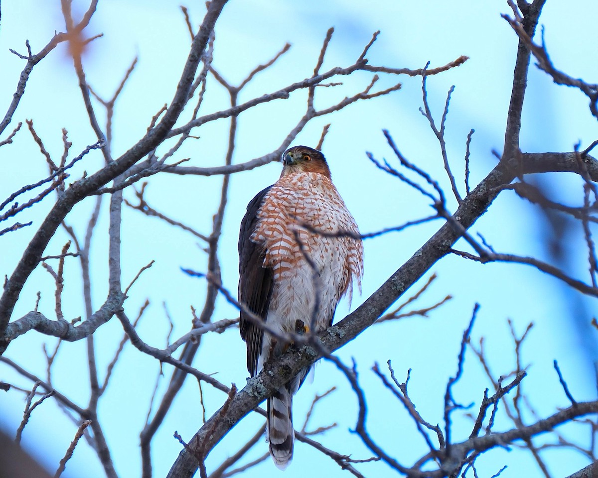 Cooper's Hawk - ML646592226