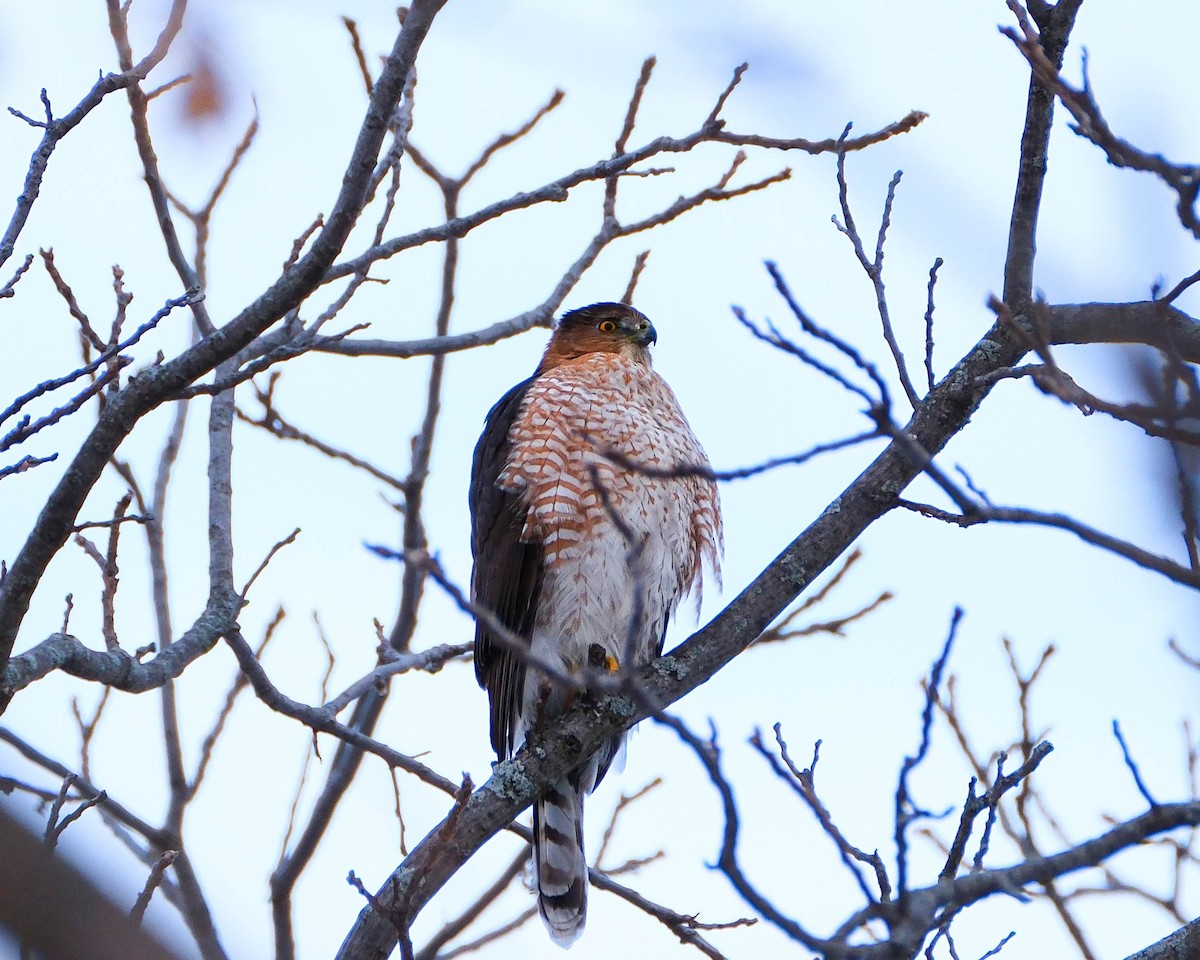 Cooper's Hawk - ML646592227