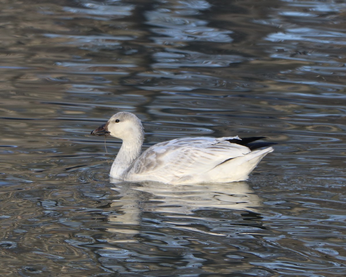Snow Goose - ML646592231