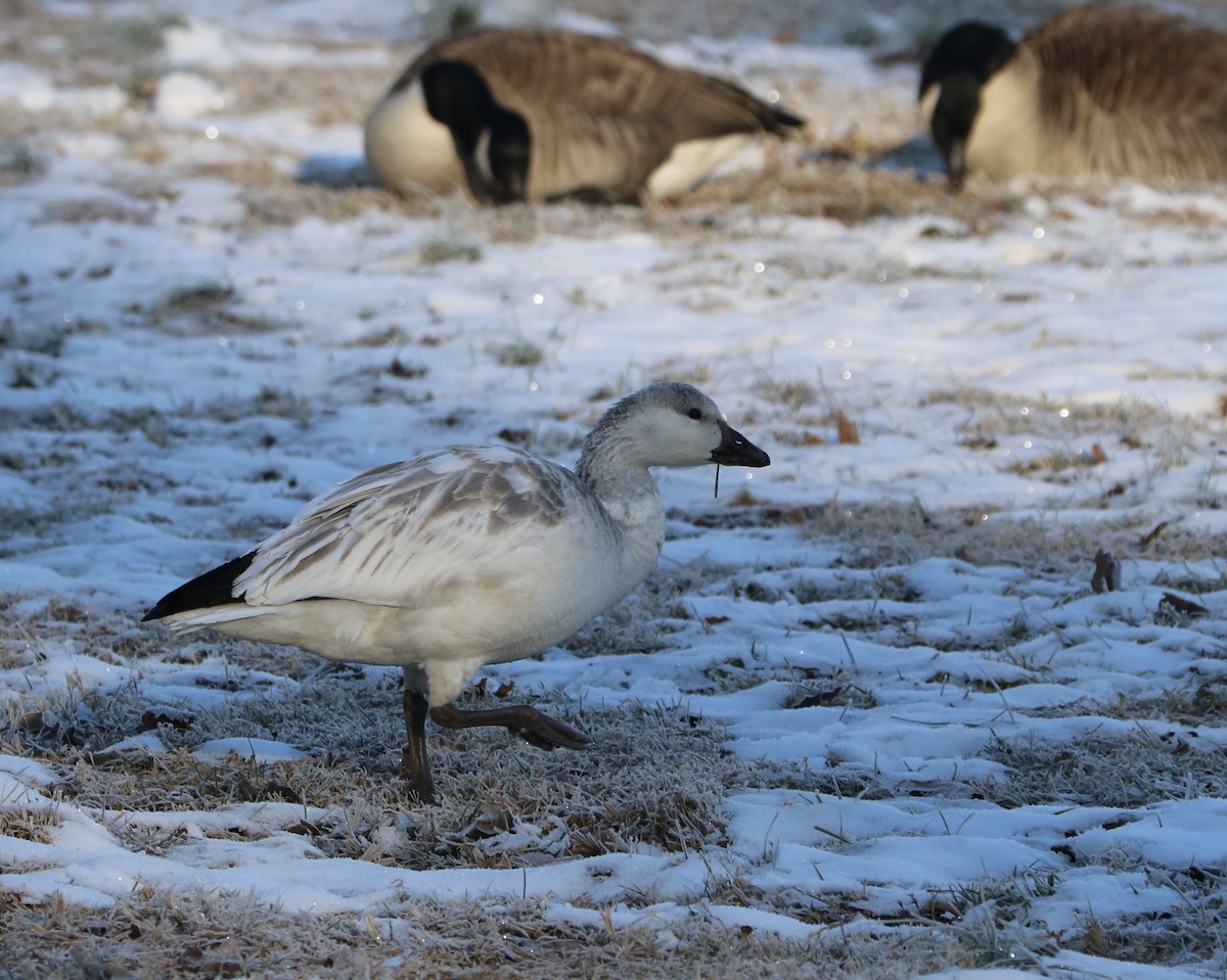 Snow Goose - ML646592232