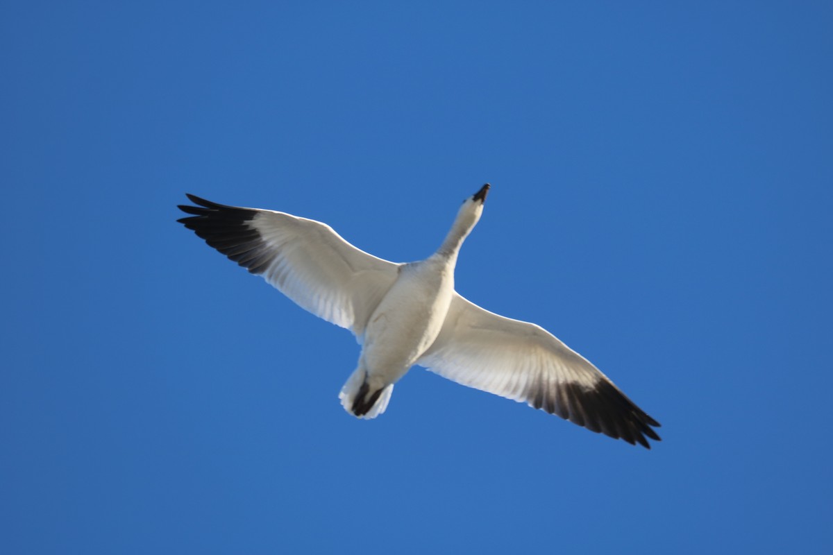 Snow Goose - ML646592233