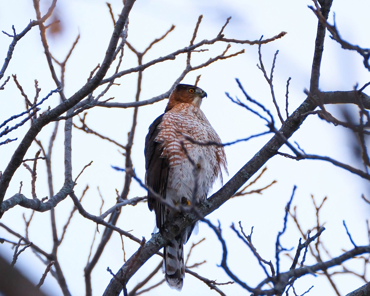 Cooper's Hawk - ML646592234