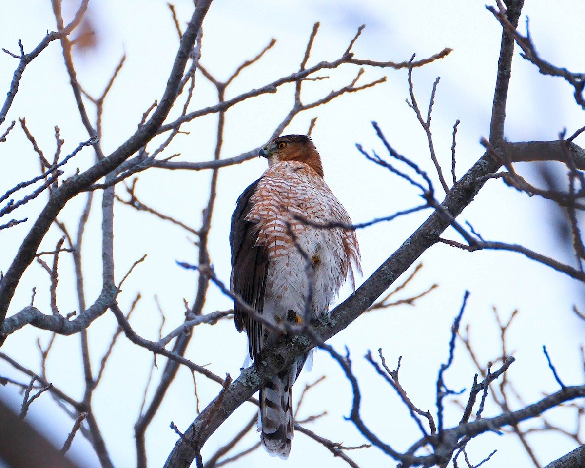 Cooper's Hawk - ML646592235