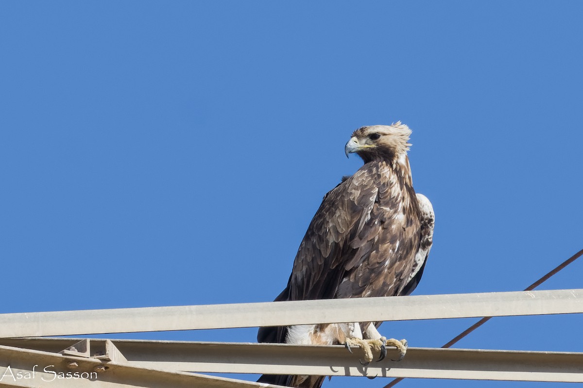 Цармын бүргэд - ML646592236