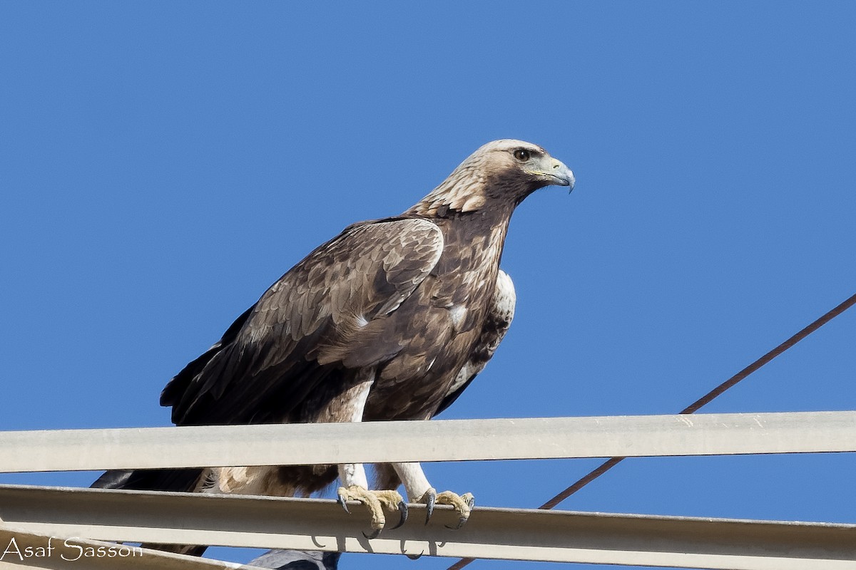 Цармын бүргэд - ML646592238